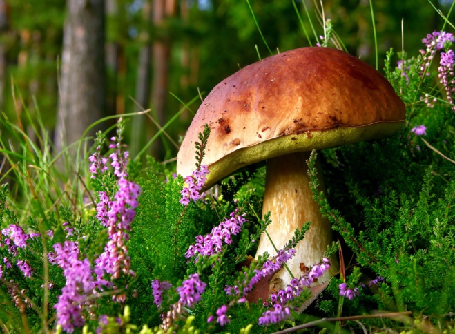 « Sentiers des Trulli & Chasse aux Champignons » : la nouvelle aventure à vélo de l'hôtel Rocco Forte