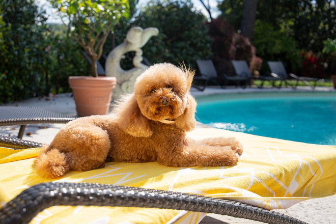 Relais & Châteaux : des hôtels où vos animaux de compagnie sont les bienvenus !