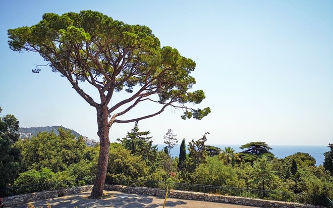 Les secrets bien-être des arbres : le pin