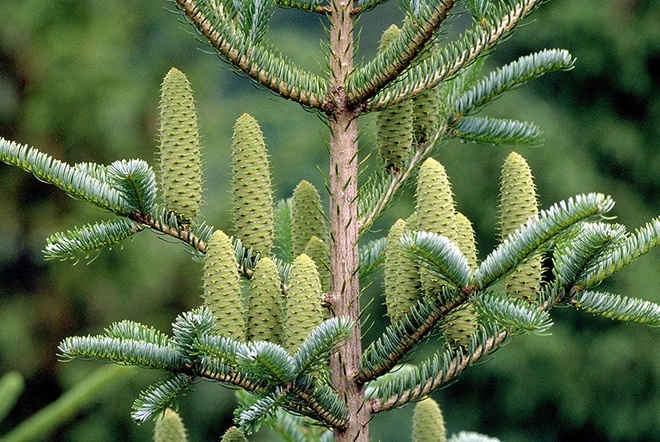 Les secrets bien-être des arbres : le sapin blanc