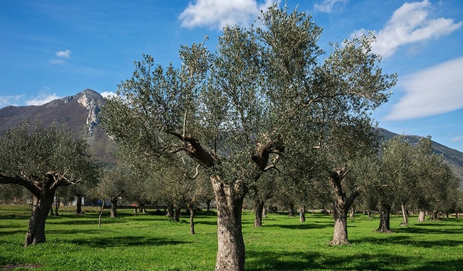 Les secrets bien-être des arbres : l’olivier