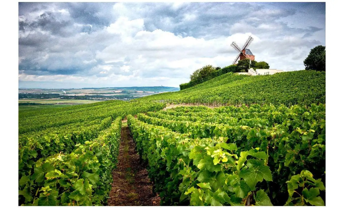 L’extrait du vignoble champenois un trésor de cosmétique aux nombreuses vertus !