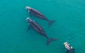 Venez observer les baleines comme jamais à l'Anantara Bazaruto Island Resort !